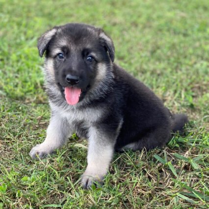 Sarge