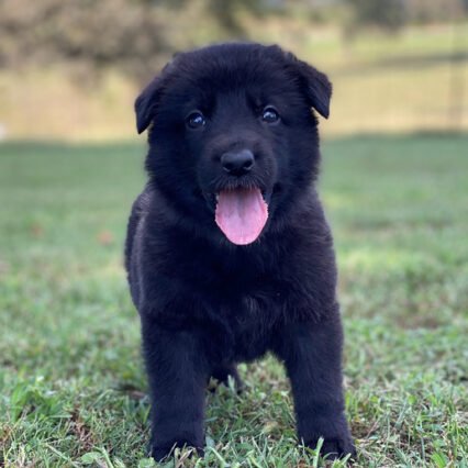 Sheba