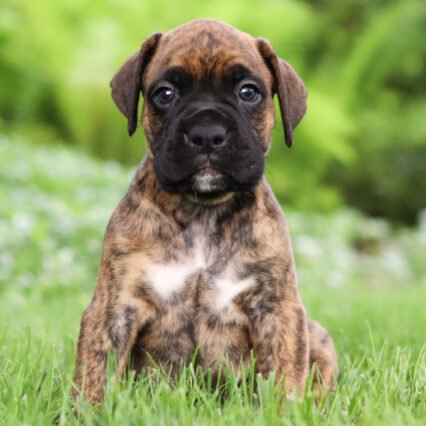 Buster