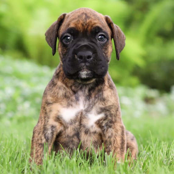 Buster