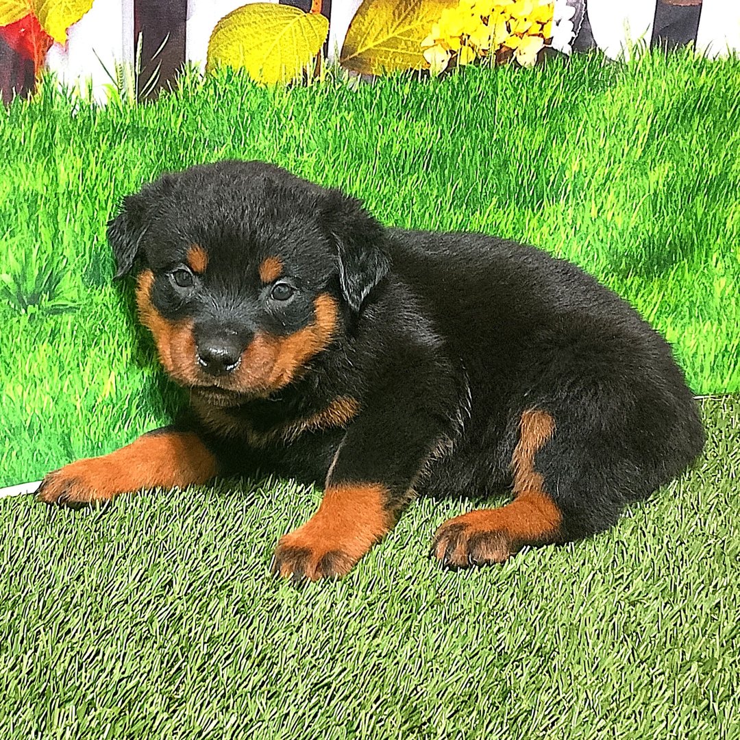 Maverick