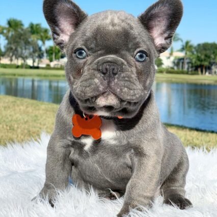 Jack