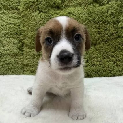 Wendel