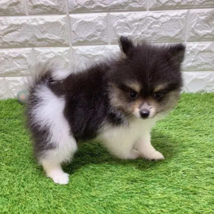 Sammy