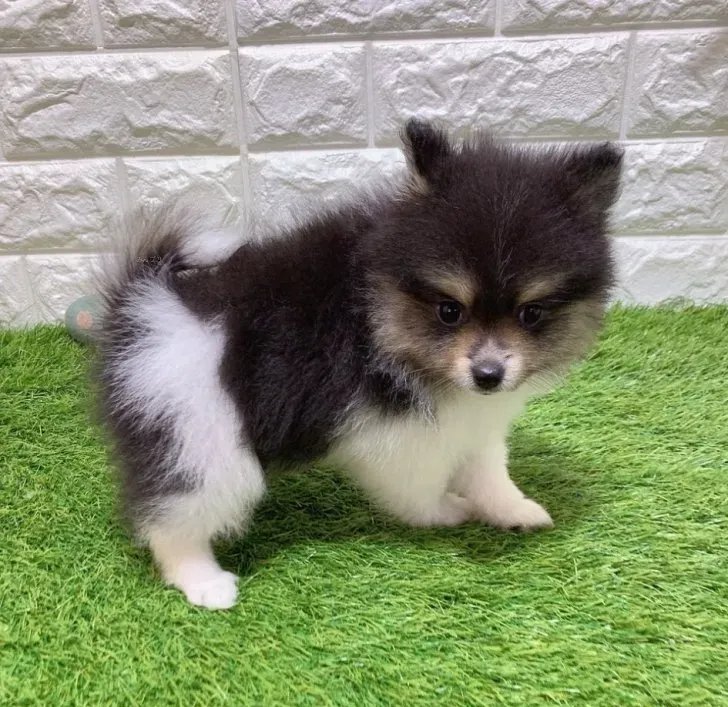 Sammy