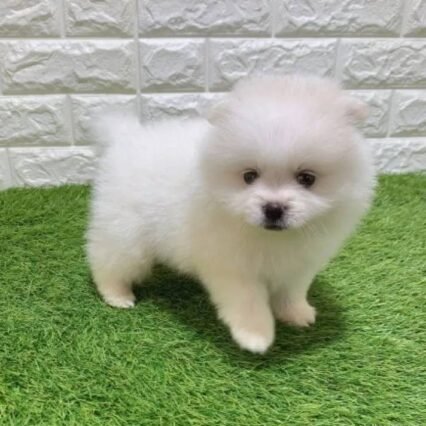 Koko