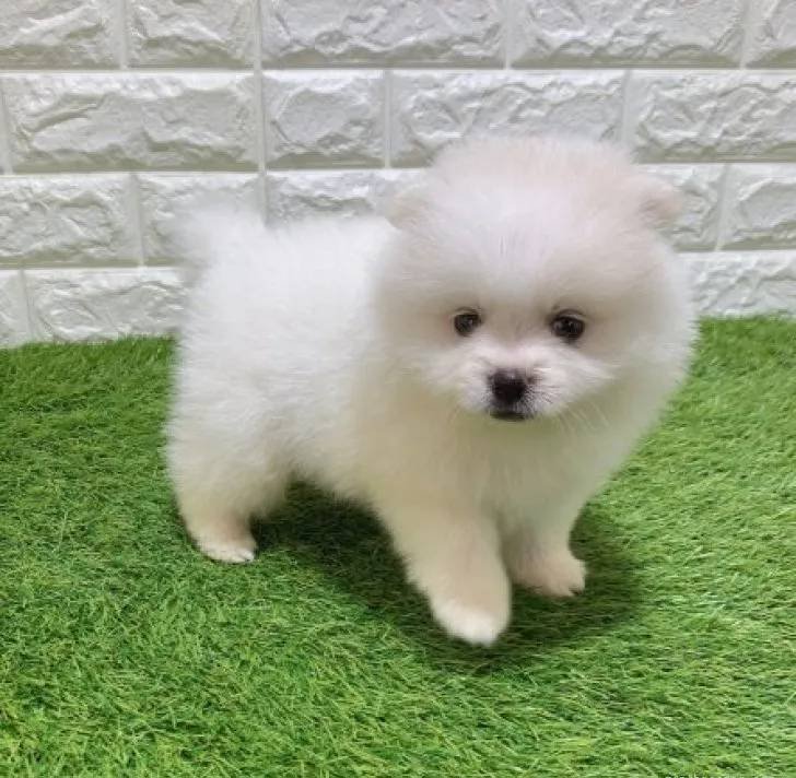 Koko