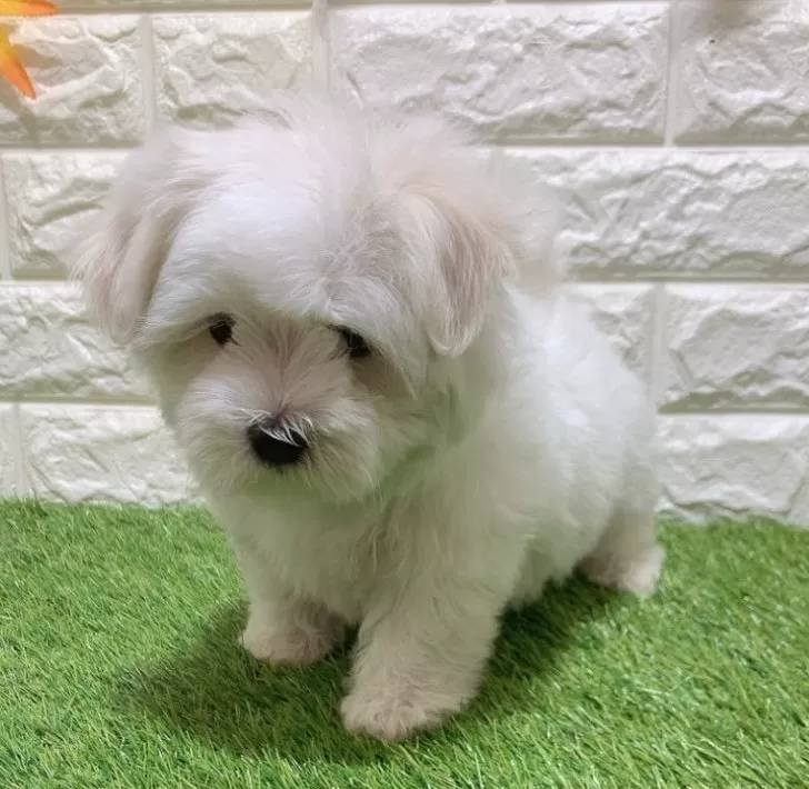 Simba