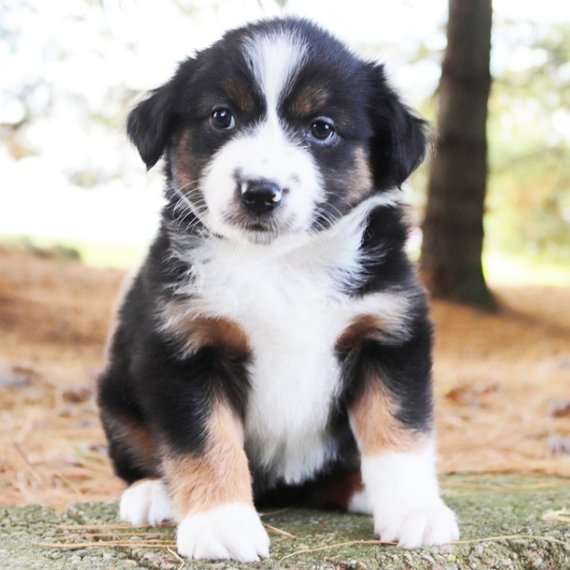Meet Maggie - Your New Furry Friend