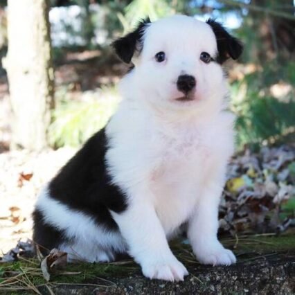 Toby