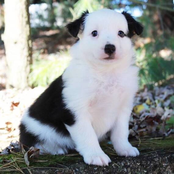 Toby