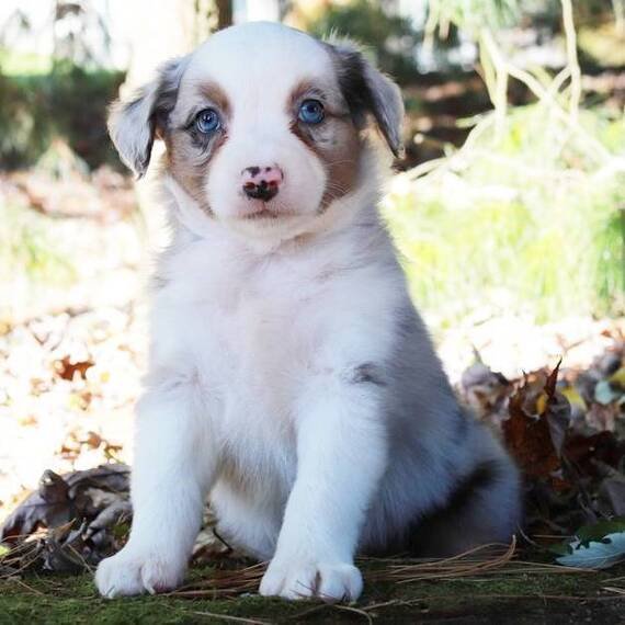 Macy
