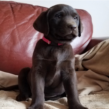 Duke