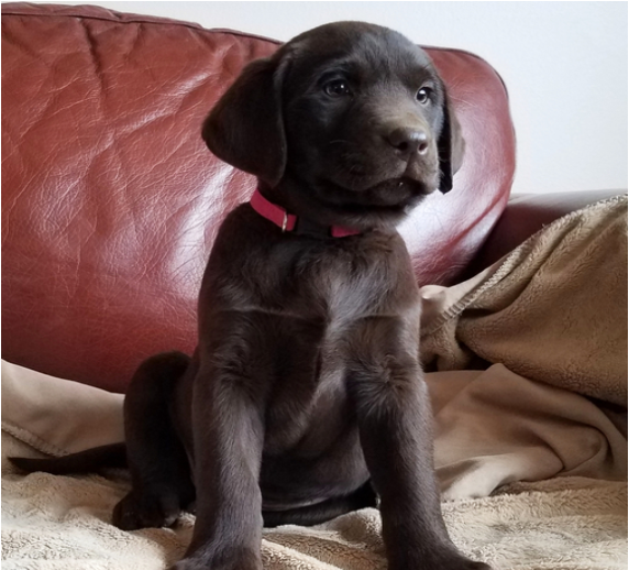 Duke